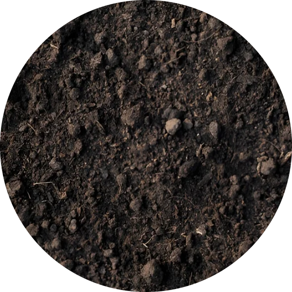 Loamy Soil